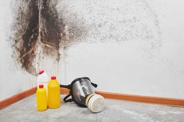 Best Mold Cleaning Services  in Herington, KS