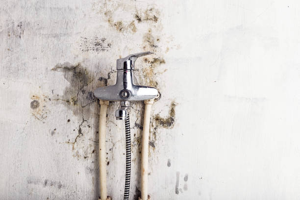 Best Professional Mold Removal  in Herington, KS