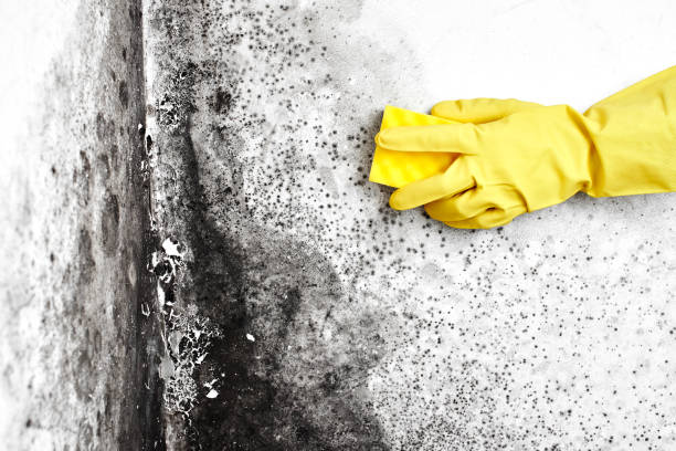 Best Crawl Space Mold Removal  in Herington, KS