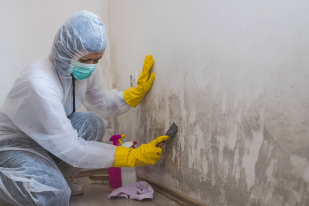 Best Mold Removal Near Me  in Herington, KS