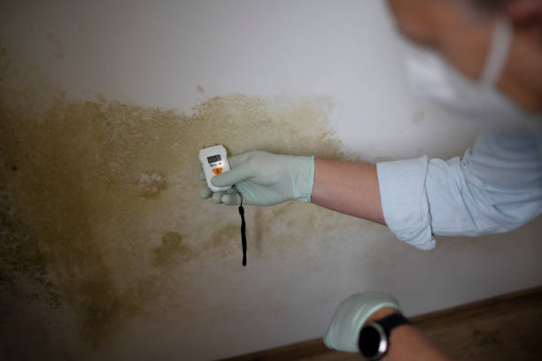 Best Residential Mold Removal  in Herington, KS