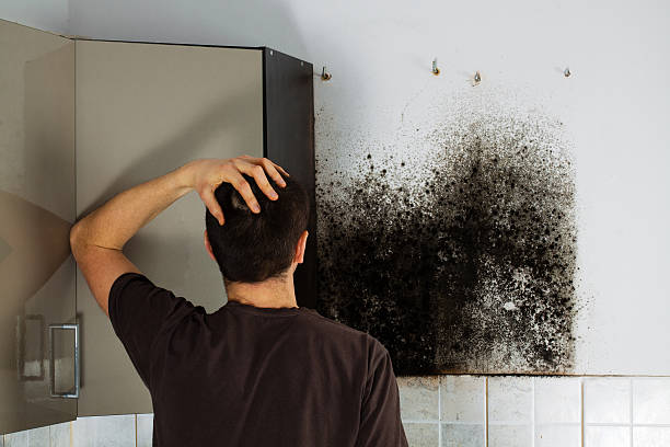 Best Affordable Mold Removal  in Herington, KS